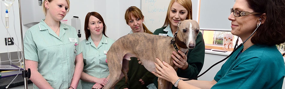 further education veterinary nurse